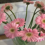 Fedaia Joy Canazei