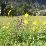Hotel Fedaia Joy