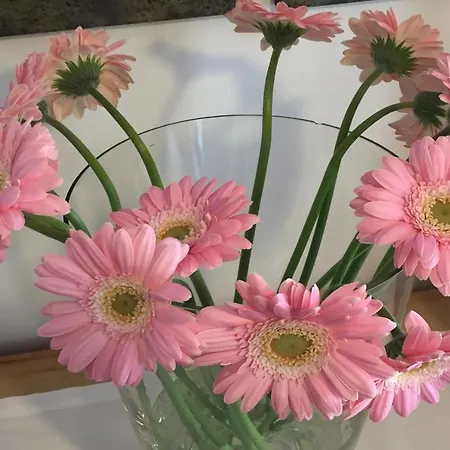 Fedaia Joy 卡纳泽伊