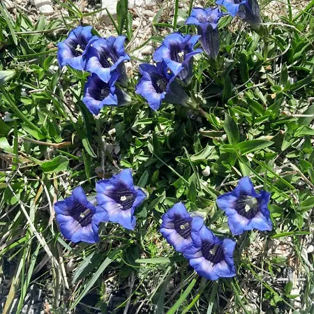 Fedaia Joy 酒店 卡纳泽伊