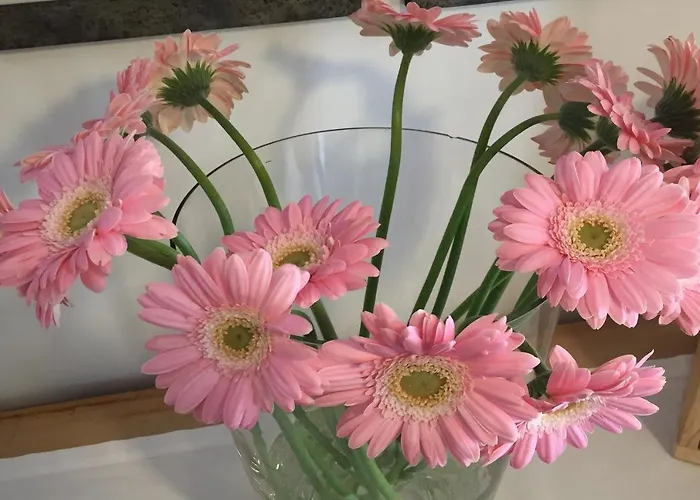 Fedaia Joy 卡纳泽伊