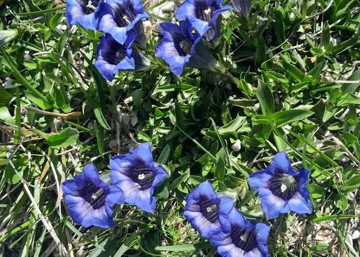 Fedaia Joy 酒店 卡纳泽伊